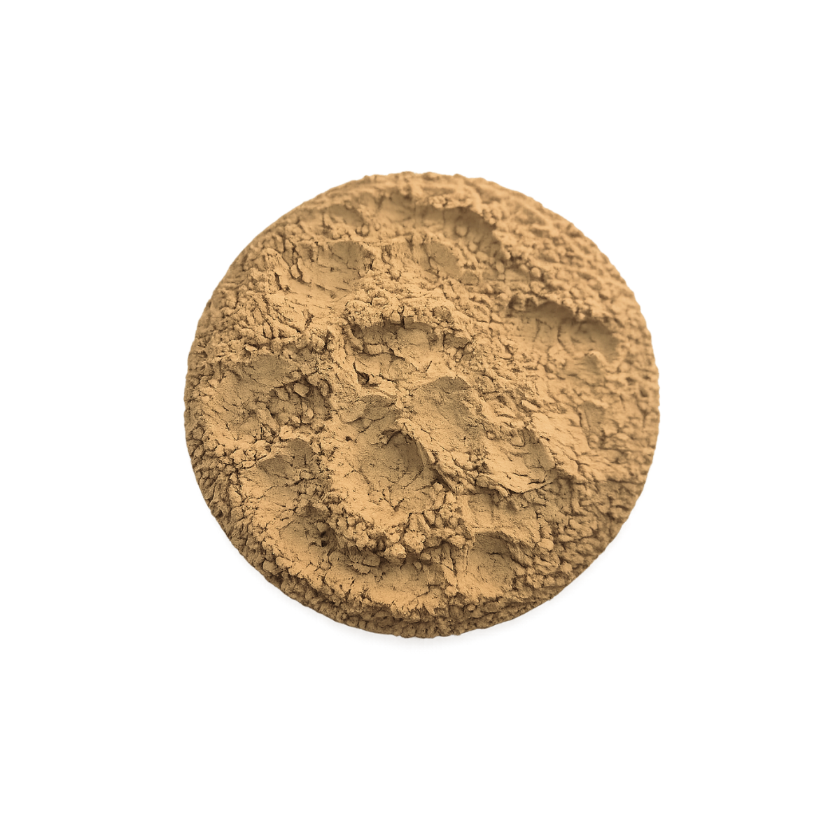 Cordyceps en Polvo